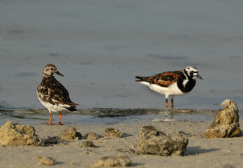 A pair of Ruddy Turnstone at Busaiteen coast, Bahrain