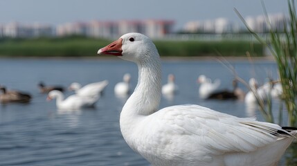 Obraz premium White goose stands by calm water with ducks swimming in the background near a cityscape under a clear blue sky