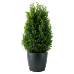 Fototapeta premium Lush Green Plant in a Black Pot Brightens a Modern Indoor Space During Daytime
