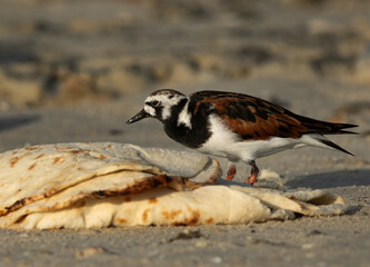 Ruddy Turnstone feeding on leftover bread at Busaiteen coast, Bahrain