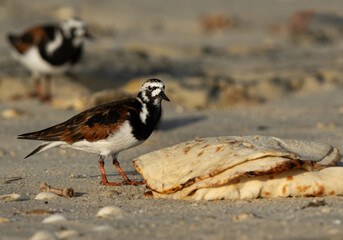 Ruddy Turnstone feeding on bread at Busaiteen coast, Bahrain