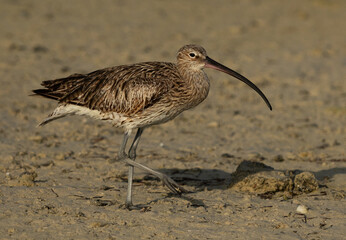 Closeup of a Eurasian curlew at Busaiteen coast, Bahrain