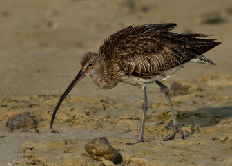 Eurasian curlew feeding at Busaiteen coast, Bahrain