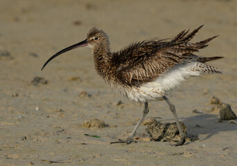 Portrait of a Eurasian curlew at Busaiteen coast, Bahrain
