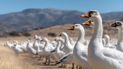 Obraz premium Geese walking in a line on a sunny day near hills and mountains in an open field