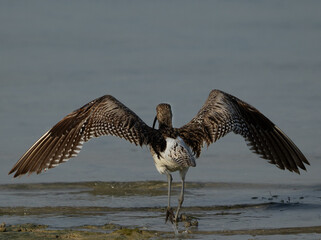 Closeup of a Eurasian curlew takeoff at Busiateen coast, Bahrain