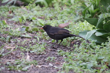Männliche Amsel