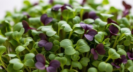 Macro shot of fresh green and purple microgreens