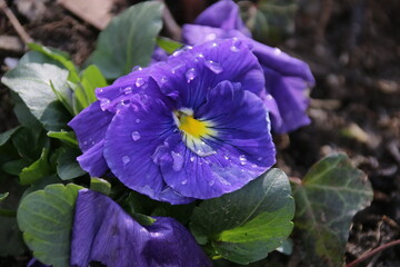 Stiefm&uuml;tterchen mit Regentropfen