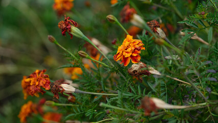 A bush of wilted marigolds during autumn. Close up.