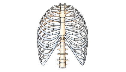 Human rib cages isolated on a clean background, showcasing anatomy and skeletal structure, ideal for medical, educational, or scientific illustrations.