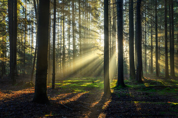 Naklejka premium Beautiful sunny morning in the forest