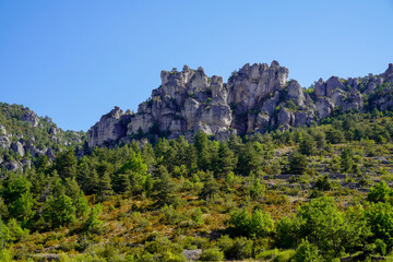 rocky mountain peaks and evergreen forest under a clear blue sky