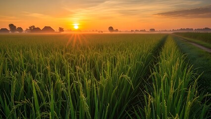 Golden sunrise illuminates a vast green wheat field with a winding dirt path