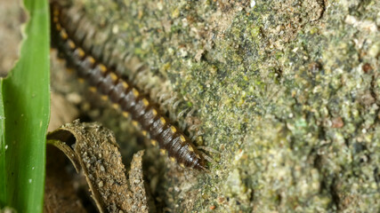 Macro close-up of millipede crawling on textured tree bark