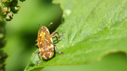 Macro photo of beetle on green leaf in natural habitat