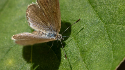 Obraz premium Macro close-up of brown butterfly resting on green leaf