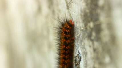 Macro close-up of hairy caterpillar climbing textured wall