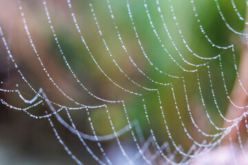 Dewdrops glisten on a damp spider's web in the fall