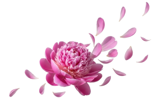 Pink peony bloom with scattered flying petals, isolated on transparent background