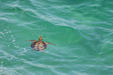 Green Sea Turtle, Chelonia mydas, Swimming in the Ocean, Oman