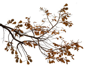  Photo of a natural oak branch with leaves on a transparent background