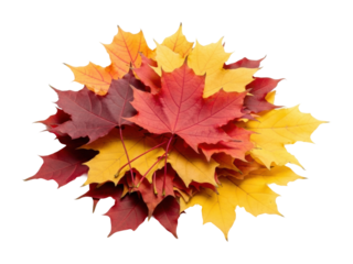 Autumn leaves pile nature scene colorful fall foliage