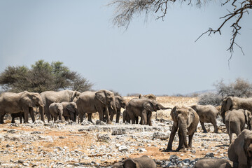 Obraz premium Ein Tag im Etosha Nationalpark