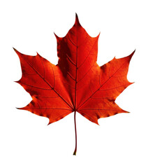 Naklejka premium Captivating red maple leaf nature scene autumn colors