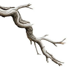 Curved branch detail nature botanical