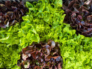 Two-Tone Lettuce Background with Fresh Leaf Texture