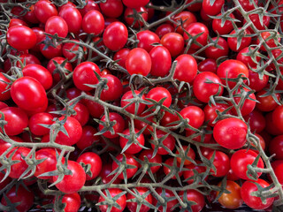 Fresh Red Vine Tomatoes on the Vine &ndash; Healthy Organic Produce Close-Up