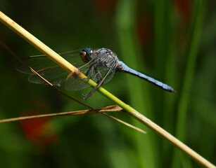 Beautiful example of a male Keeled Skimmer Dragonfly - Orthetrum Coerulesce, on a twig in its natural environment. Macro photo, selective shallow focus for effect.