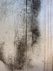Black Mold on Indoor Wall, Closeup of Damp and Fungal Growth
