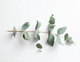 Eucalyptus Drift: Horizontal Botanical Elegance on White