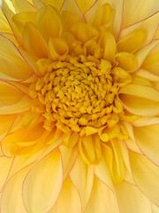 Dahlia flower macro, floral pattern of yellow petals, full frame
