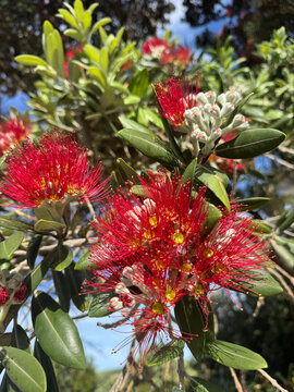 Rata tree  detail, beautiful bbright red flowers. North Island,  New Zealand