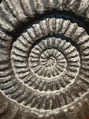 Ammonite fossil detail, Lyme Regis, Dorset, England