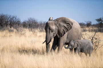 Ein Tag im Etosha Nationalpark
