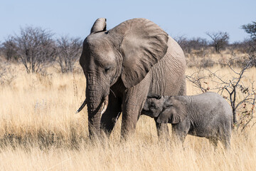 Fototapeta premium Ein Tag im Etosha Nationalpark
