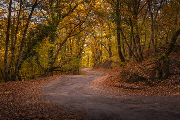 Autumn road in the forest, against the background of an autumn forest, trees with autumn leaves