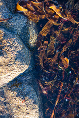 Top view of golden sunlit seaweed floating beside textured coastal rock in clear water, natural marine pattern and abstract ocean background.