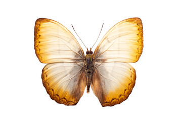 Cymothoe reinholdi isolated on white background