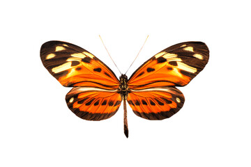 butterfly numata  illustris isolated on white background