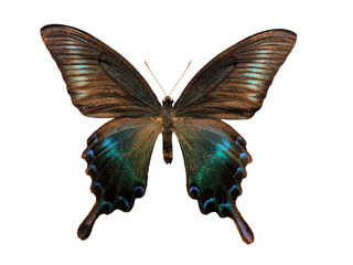 Naklejka premium butterfly Papilio bianor isolated on white background