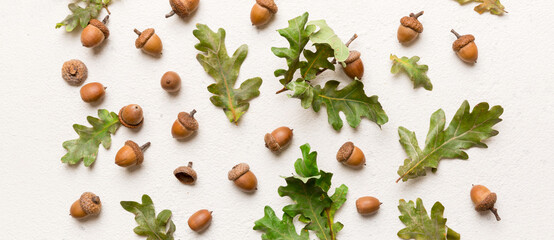 Branch with green oak tree leaves and acorns on colored background, close up top view