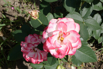 Garden spray of pink roses close up. Green leaves on branches and bright, fresh blooming roses. home garden