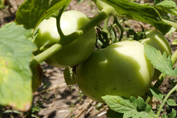 green tomatoes hang on a branch in the garden on a sunny day