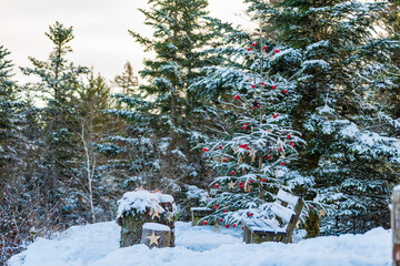 Weihnachten im Wald