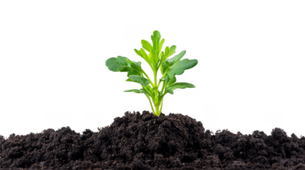 Young green plant sprouting from rich soil, symbolizing growth, hope, and new beginnings, isolated on transparency background for agricultural or environmental concepts